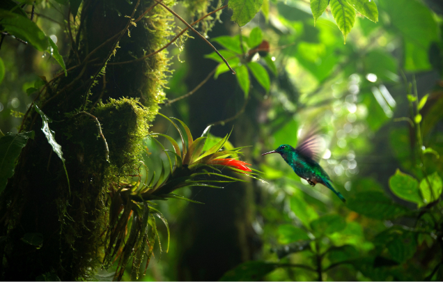 Day 8: Explore the Arenal Volcano National Park