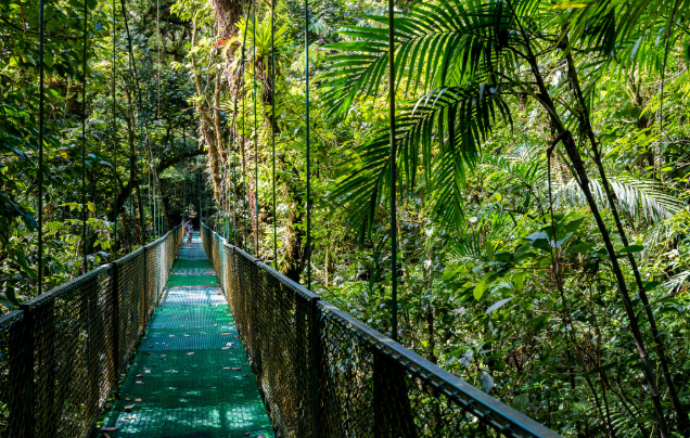 Day 11: Monteverde Cloud Forest