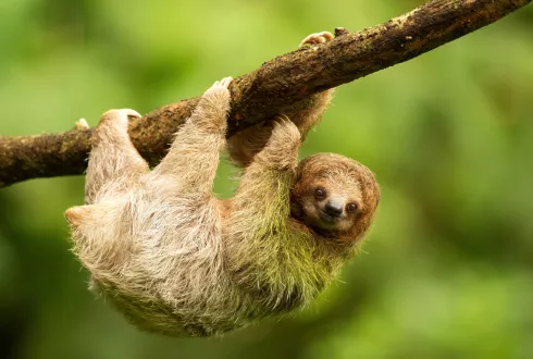 Wild Costa Rica 