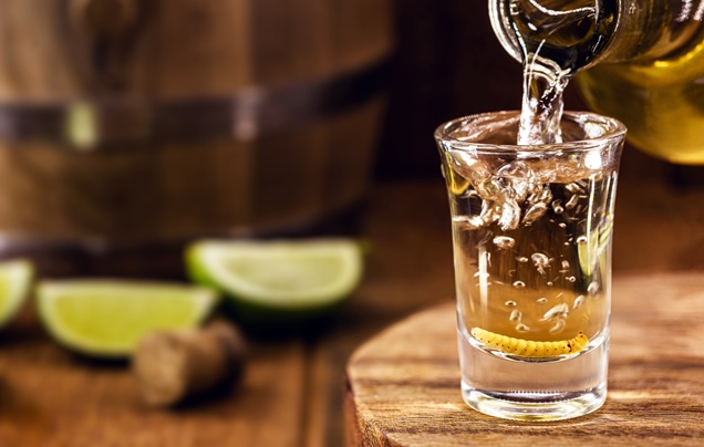 Day 8: Day trip to Tequila