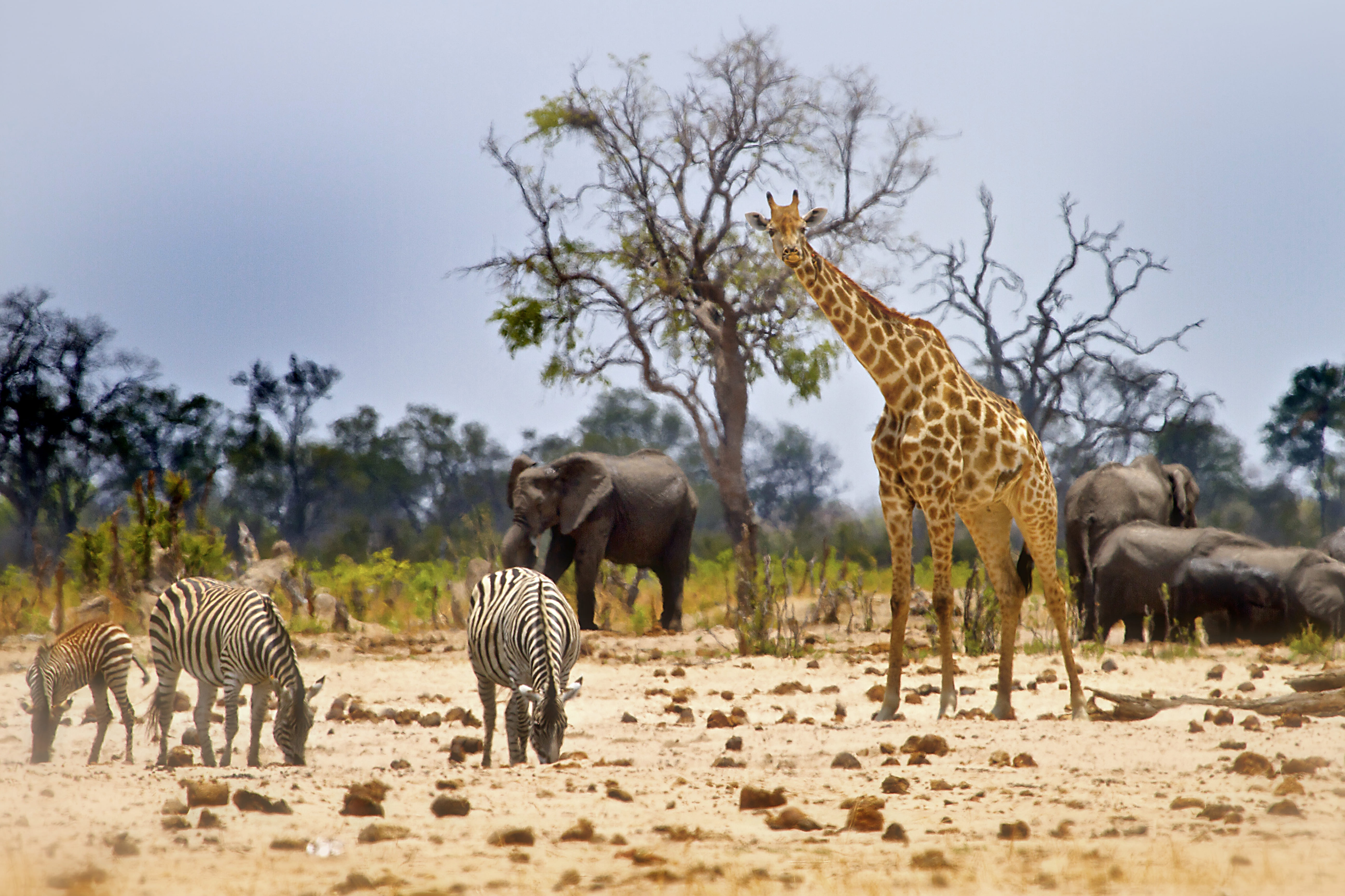 Day 10: Rovos Rail – Hwange National Park