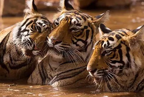 Ranthambore Short Stay