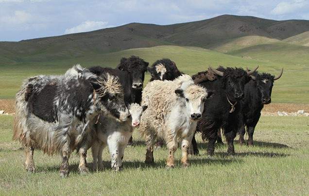 DAY 13: JARGAL JIGUUR