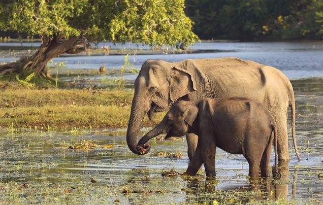 Day 10: Yala National Park