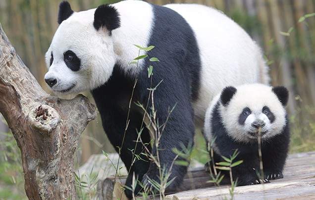 Day 9: Chengdu Panda Reserve