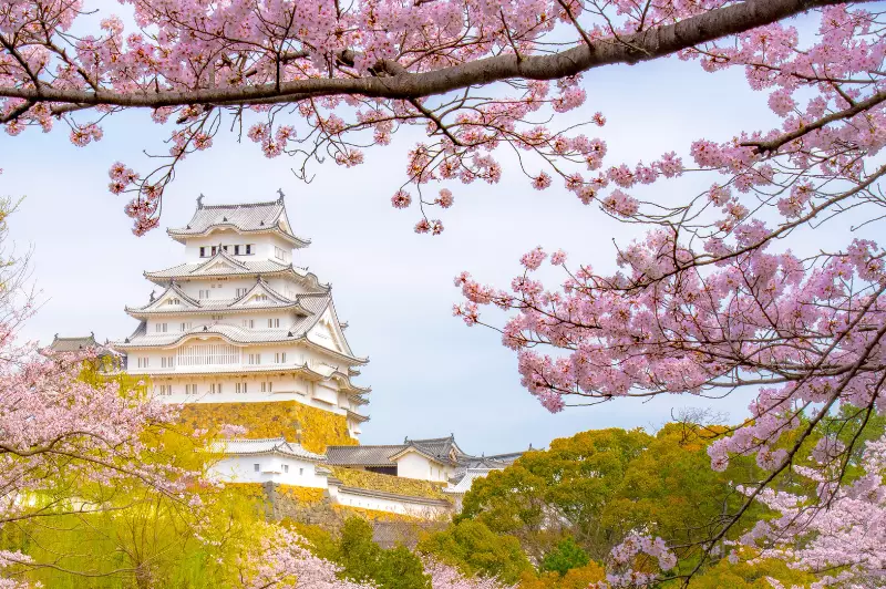 Japan Cherry Blossom Sale 2026