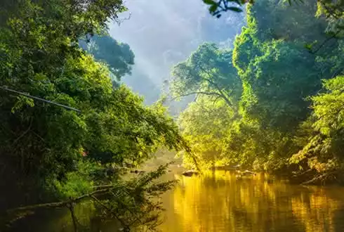 Amazon Rainforest