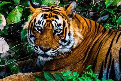 Day 11: Ranthambore National Park