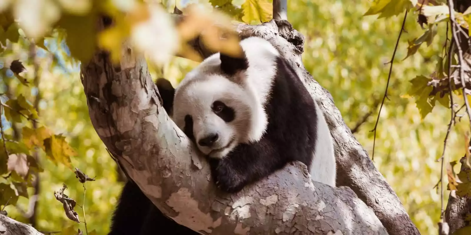 Chongqing Zoo and Panda House