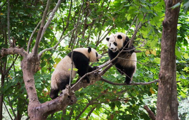Day 15: Chengdu Panda Reserve